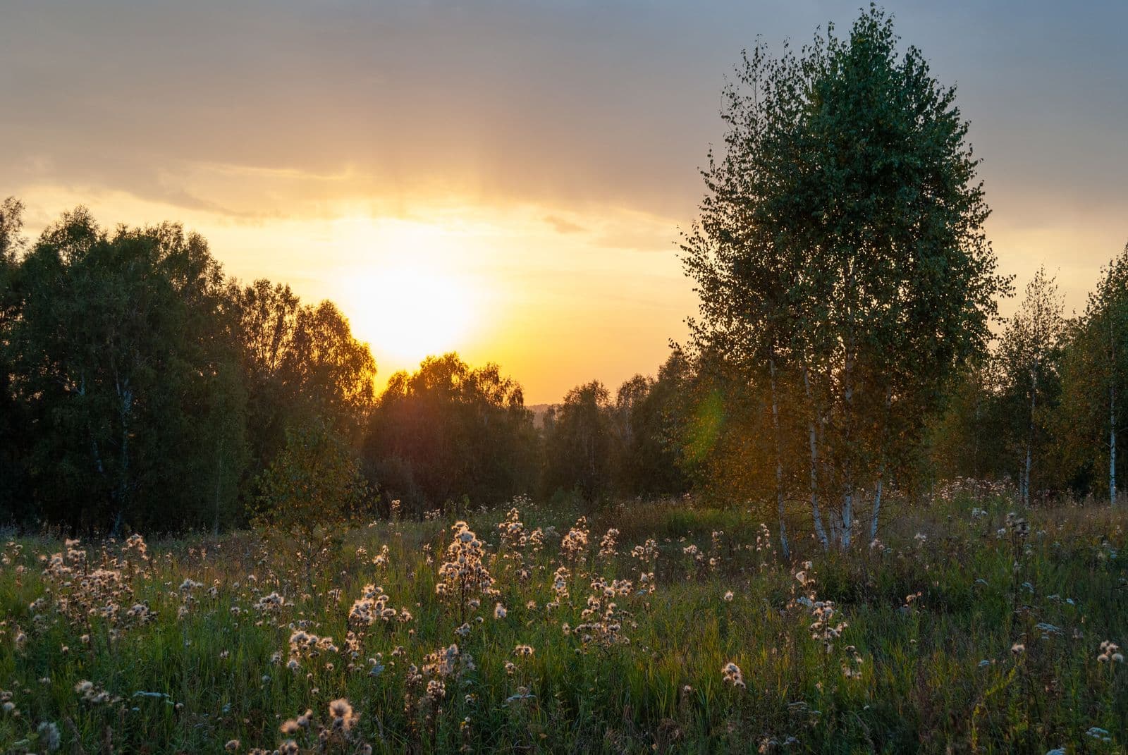 Lämmin, valoisa niitty koivuineen auringonlaskussa
